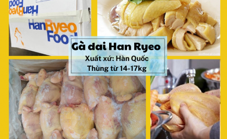 Gà dai Hàn Quốc 10 con/ thùng